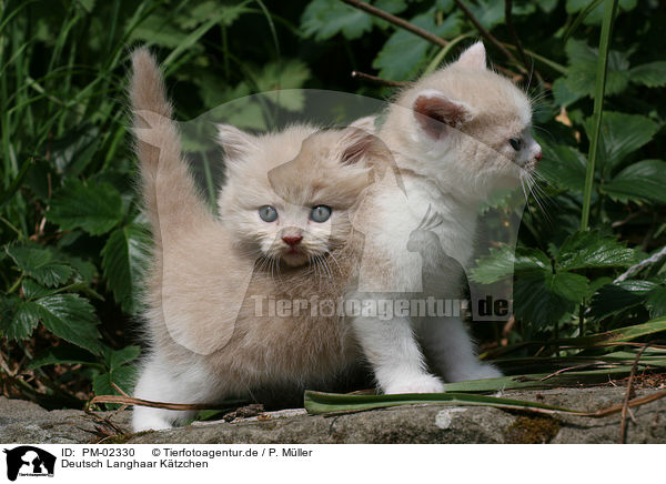 Deutsch Langhaar Ktzchen / German Longhair kitten / PM-02330
