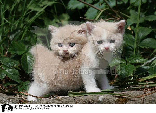 Deutsch Langhaar Ktzchen / German Longhair kitten / PM-02331