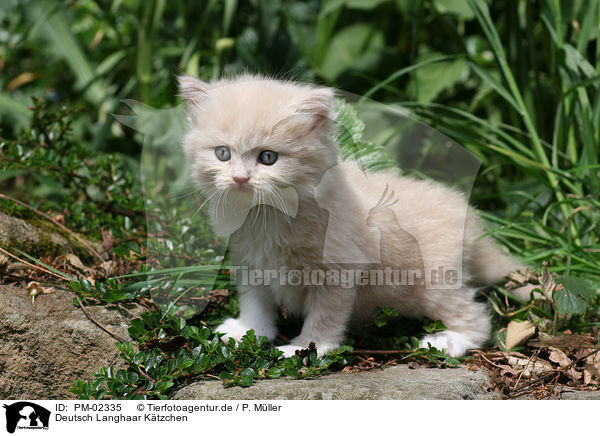 Deutsch Langhaar Ktzchen / German Longhair kitten / PM-02335