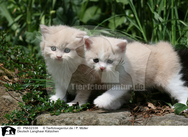 Deutsch Langhaar Ktzchen / German Longhair kitten / PM-02336