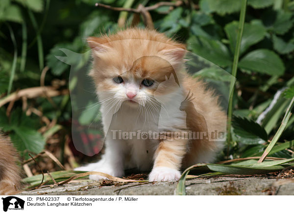 Deutsch Langhaar Ktzchen / German Longhair kitten / PM-02337