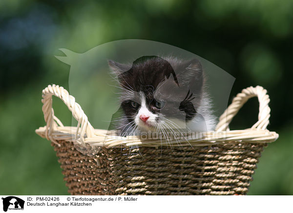 Deutsch Langhaar K�tzchen / German Longhair Kitten / PM-02426