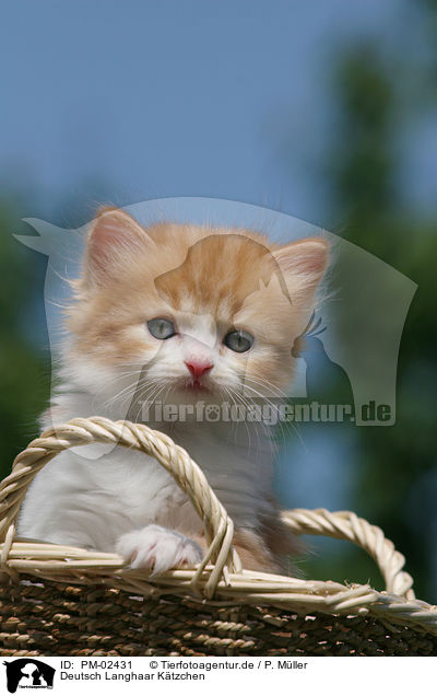 Deutsch Langhaar Ktzchen / German Longhair Kitten / PM-02431