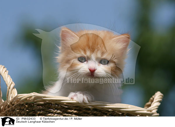 Deutsch Langhaar Ktzchen / German Longhair Kitten / PM-02433