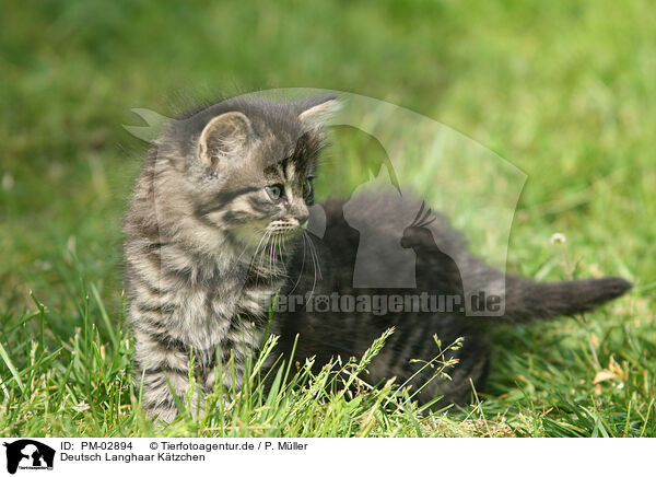 Deutsch Langhaar Ktzchen / german longhair kitten / PM-02894