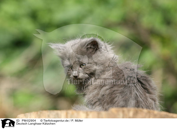Deutsch Langhaar Ktzchen / German Longhair kitten / PM-02904