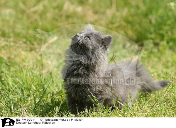Deutsch Langhaar Ktzchen / German Longhair kitten / PM-02911