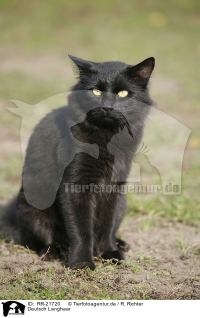 Deutsch Langhaar / German Longhair / RR-21720