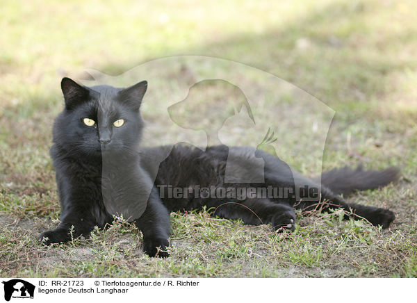 liegende Deutsch Langhaar / lying German Longhair / RR-21723