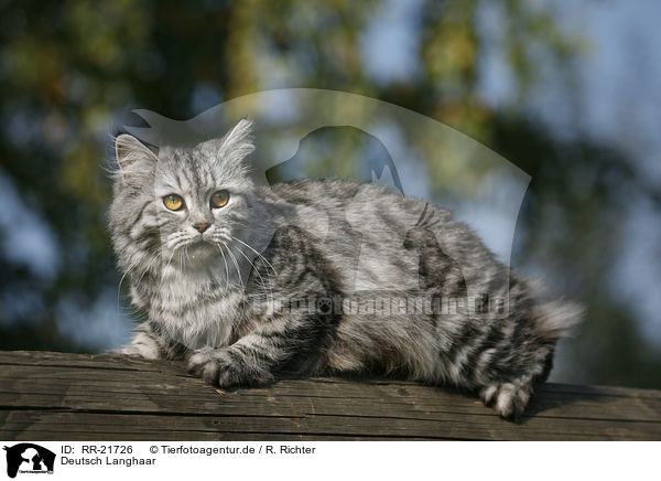 Deutsch Langhaar / German Longhair / RR-21726