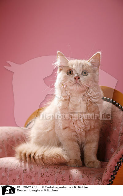 Deutsch Langhaar K�tzchen / German Longhair kitten / RR-21755