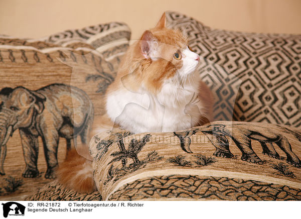 liegende Deutsch Langhaar / lying German Longhair / RR-21872
