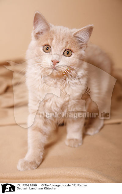 Deutsch Langhaar Ktzchen / German Longhair kitten / RR-21896