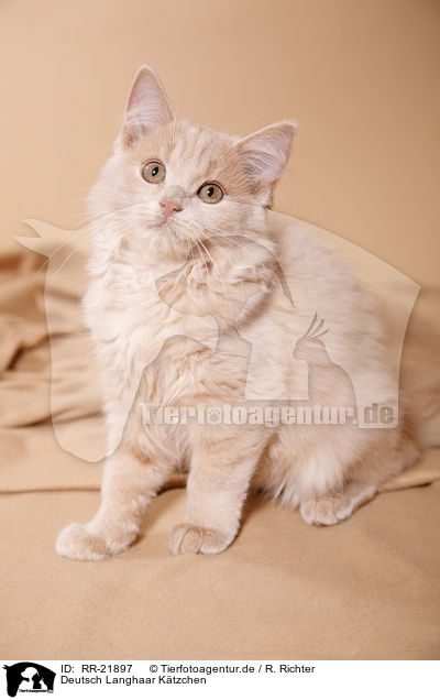 Deutsch Langhaar Ktzchen / German Longhair kitten / RR-21897
