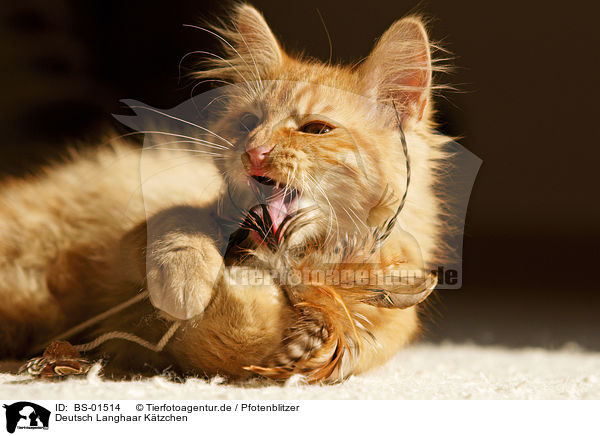 Deutsch Langhaar Ktzchen / German Longhair Kitten / BS-01514