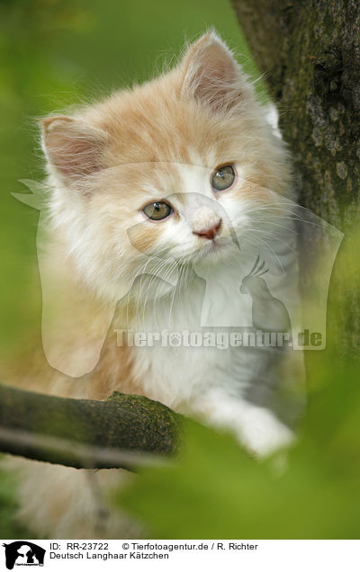 Deutsch Langhaar Ktzchen / German Longhair kitten / RR-23722