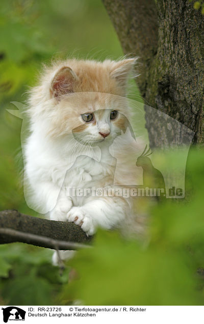 Deutsch Langhaar Ktzchen / German Longhair kitten / RR-23726