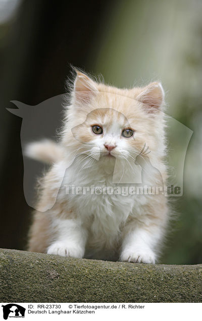 Deutsch Langhaar Ktzchen / German Longhair kitten / RR-23730