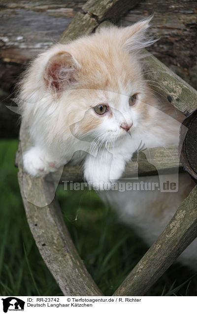 Deutsch Langhaar Ktzchen / German Longhair kitten / RR-23742