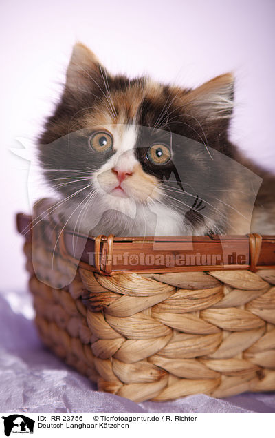 Deutsch Langhaar Ktzchen / German Longhair kitten / RR-23756