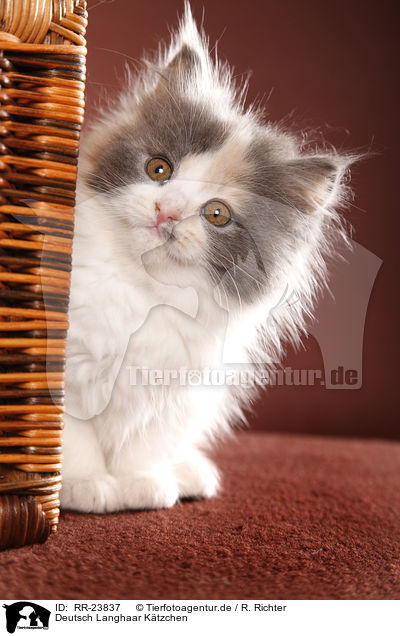 Deutsch Langhaar K�tzchen / German Longhair kitten / RR-23837