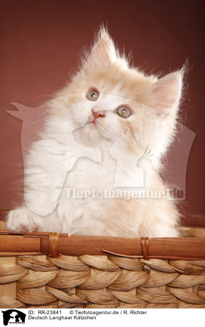 Deutsch Langhaar Ktzchen / German Longhair kitten / RR-23841