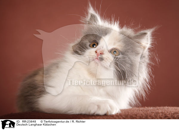 Deutsch Langhaar K�tzchen / German Longhair kitten / RR-23848