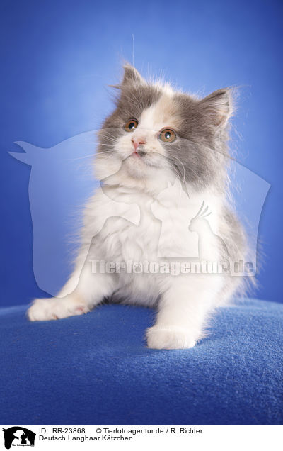 Deutsch Langhaar K�tzchen / German Longhair kitten / RR-23868
