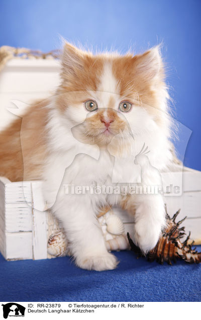 Deutsch Langhaar K�tzchen / German Longhair kitten / RR-23879