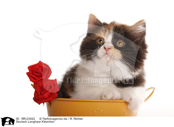 Deutsch Langhaar Ktzchen / German Longhair kitten / RR-23922