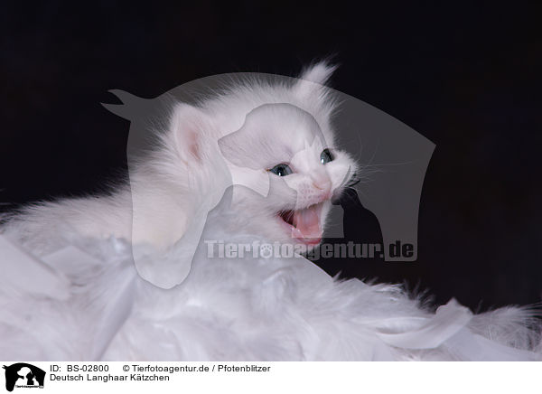 Deutsch Langhaar Ktzchen / German Longhair Kitten / BS-02800