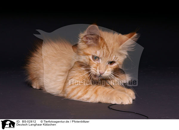 Deutsch Langhaar Ktzchen / German Longhair Kitten / BS-02812