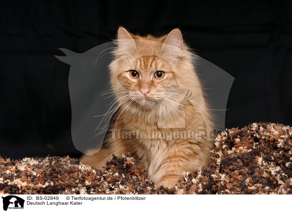 Deutsch Langhaar Kater / German Longhair tomcat / BS-02849