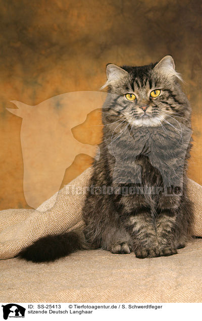 sitzende Deutsch Langhaar / sitting German Longhair / SS-25413