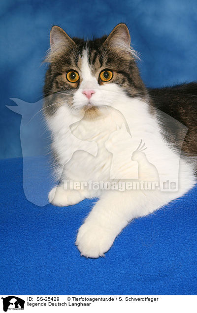 liegende Deutsch Langhaar / lying German Longhair / SS-25429
