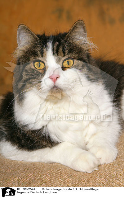 liegende Deutsch Langhaar / lying German Longhair / SS-25440