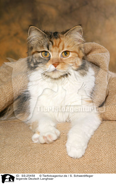 liegende Deutsch Langhaar / lying German Longhair / SS-25458