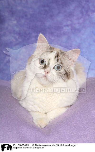 liegende Deutsch Langhaar / lying German Longhair / SS-25495
