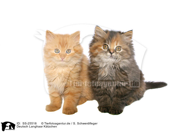 Deutsch Langhaar Ktzchen / German Longhair kitten / SS-25518