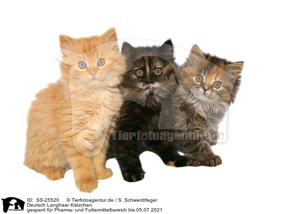 Deutsch Langhaar Ktzchen / German Longhair kitten / SS-25520