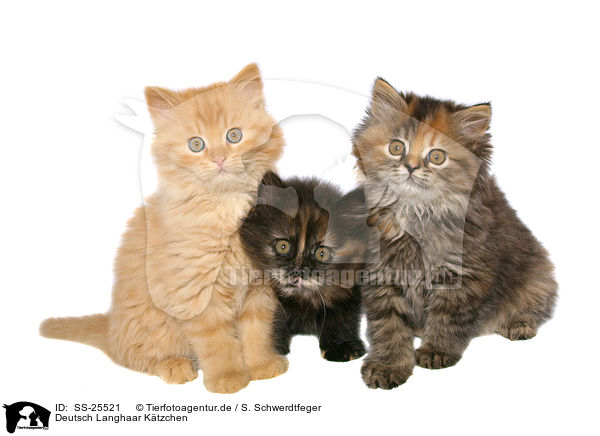 Deutsch Langhaar Ktzchen / German Longhair kitten / SS-25521