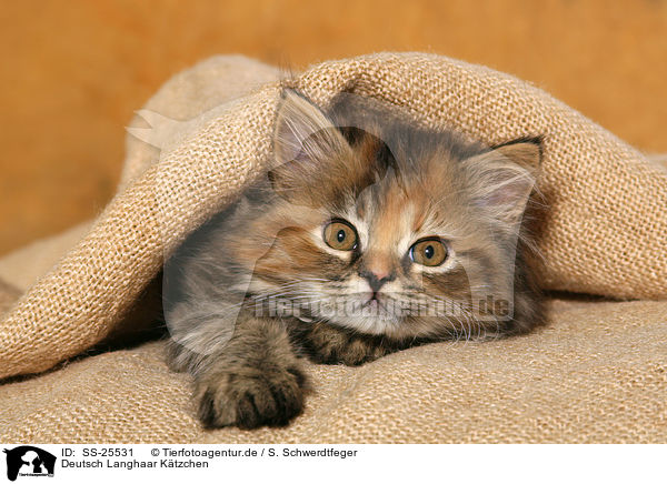 Deutsch Langhaar Ktzchen / German Longhair kitten / SS-25531