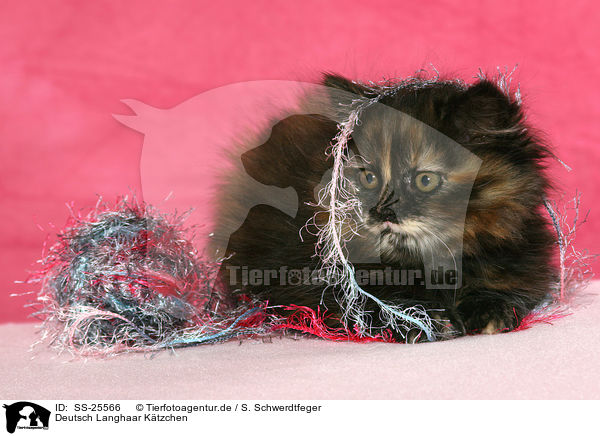 Deutsch Langhaar Ktzchen / German Longhair kitten / SS-25566