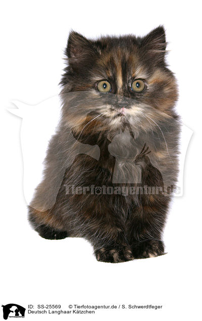 Deutsch Langhaar Ktzchen / German Longhair kitten / SS-25569