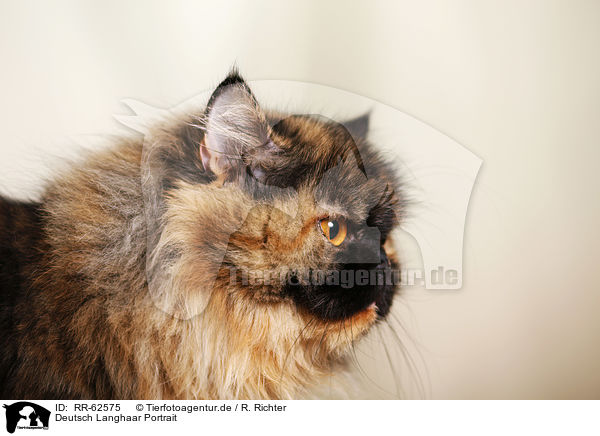 Deutsch Langhaar Portrait / German Longhair Cat Portrait / RR-62575