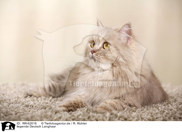 liegende Deutsch Langhaar / lying German Longhair Cat / RR-62616