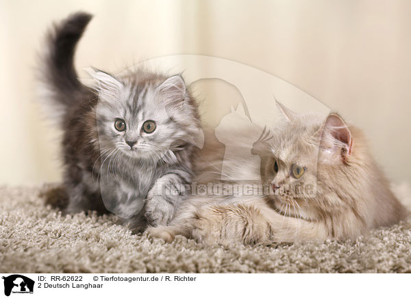 2 Deutsch Langhaar / 2 German Longhair Cats / RR-62622