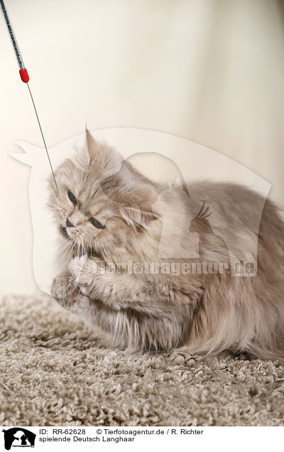 spielende Deutsch Langhaar / playing German Longhair Cat / RR-62628