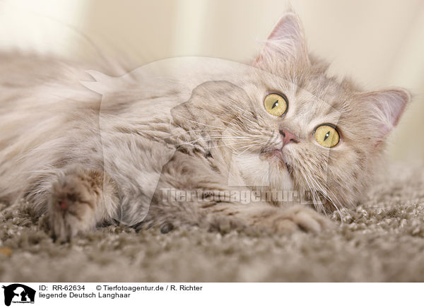 liegende Deutsch Langhaar / lying German Longhair Cat / RR-62634