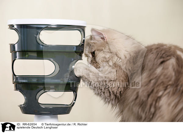 spielende Deutsch Langhaar / playing German Longhair Cat / RR-62654